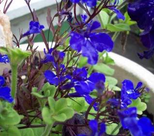 Flores Azuis Em Pote De Jardim