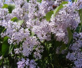 Lilás Flores Azuis