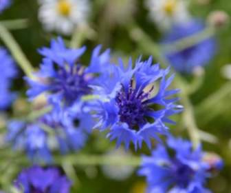 Blue Flowers Meadow