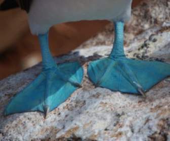 Blue Footed Boobie Ecuador Ente