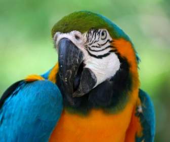 Biru Emas Macaw Parrott Tropis Burung