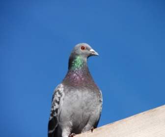 Blue House Pigeon