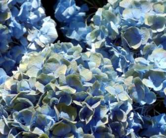 青色のアジサイの花