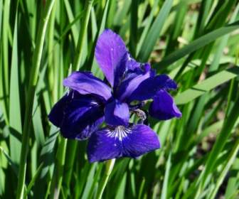 Màu Xanh Iris