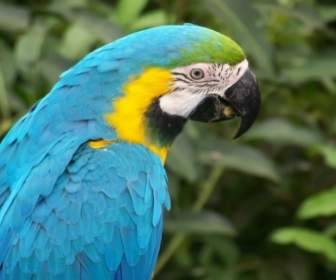 Blauer Ara Papagei Tapete-Papageien-Tiere
