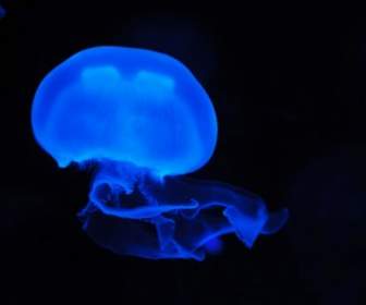 藍色月光水母