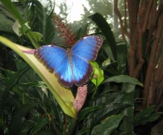 파란 나비의 Peleides