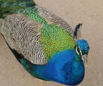 Màu Xanh Con Công Châu á Peacock Peacock