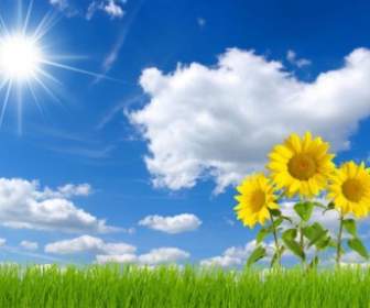 Blauer Himmel Und Sonnenblume Hd-Bild