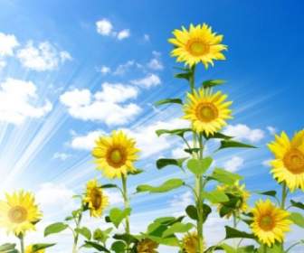 Blauer Himmel Und Sonnenblume Hd-Bild