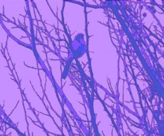 Uccello Azzurro Cielo Blu
