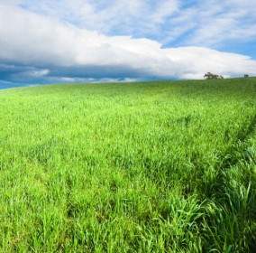 藍色的天空草從草的清晰圖片