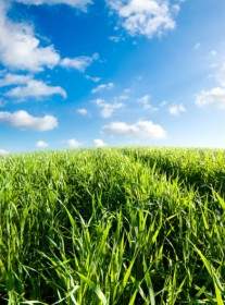 藍色的天空草從草坪高清圖片