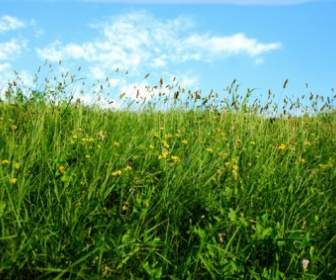 蓝蓝的天空草从草坪高清图片