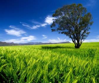 藍天草地樹木高清圖片