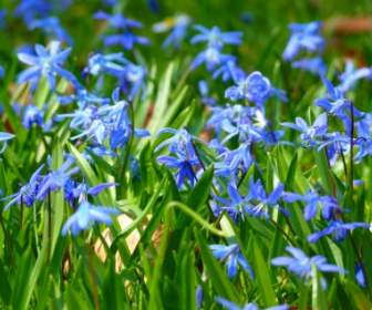 青い星 Scilla の花