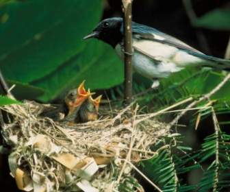 Blue Throated Blue Warbler Bird Nest