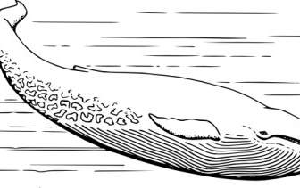 シロナガスクジラのクリップアート
