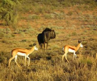 Animal De Springbok Wildebeest Azul