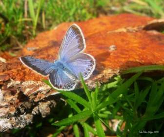 블루 윙 나비