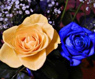 ดอกกุหลาบสีเหลืองสีน้ำเงิน