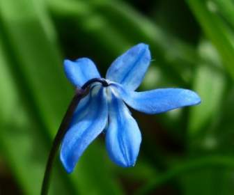 الأزرق زهرة الجريس عشبة نباتية