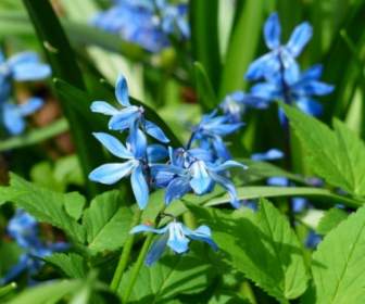 الأزرق زهرة الجريس عشبة نباتية