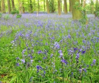 Bluebells In Forest
