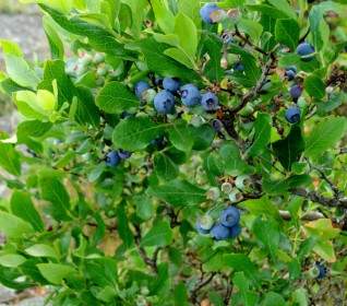 Arbuste Buisson Aux Bleuets