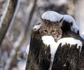 Bobcat Gatito Nieve Fondos Animales Crías