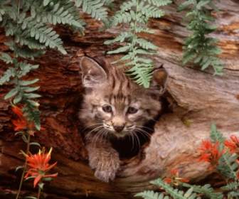 Bobcat Kucing Wallpaper Bayi Hewan Hewan