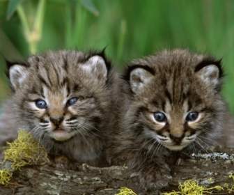 Bobcat Kittens Wallpaper Baby Animals Animals