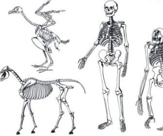 кости скелета вектор