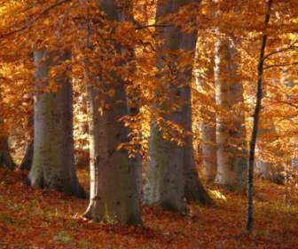 Book Beech Wood Golden Autumn