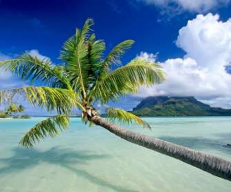 Nature De Plages Pour Le Fond D'écran Bora Bora
