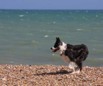 Border Collie Collie Anjing