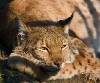 지 루 Lynx 큰 고양이 동물 벽지