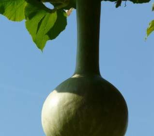 葫蘆型木瓜 Siceraria 作物