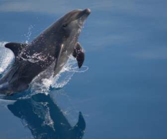Bottlenose Dolphin Mare Oceano