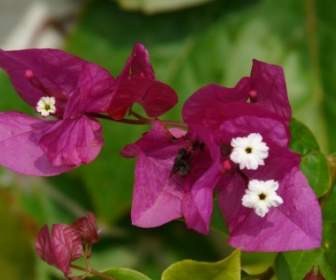 Bougainvillea Flower Pink