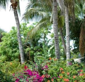 бугенвиллеями пальмовые деревья