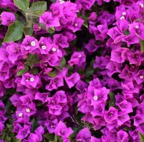 ブーゲンビリアと紫の花を持つ