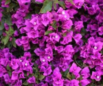 Bougainvillea With Purple Blossoms