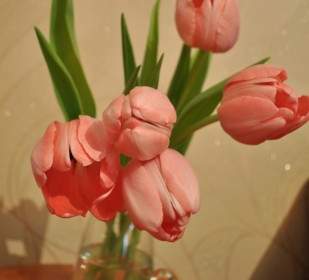 Ramo De Tulipanes Rosa