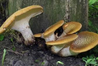 Bracket Fungi Mushroom Mushrooms