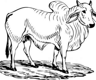 Brahma Bull Clip Art