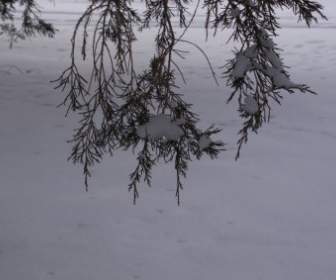 Branch In Winter
