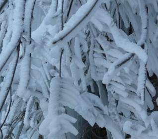 枝の審美的な霜