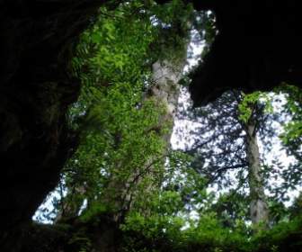филиалы дерева пещера