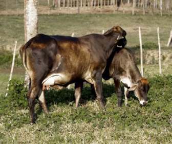 ブラジルの動物を牛します。